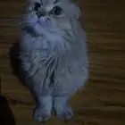 انثى سكوتش فولد قريب السنه بسعر رمزي