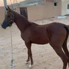 حصان واهو اوراق