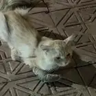 قط للتبني
