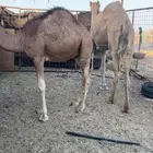 قعود مفرود