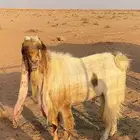 تيس فحل