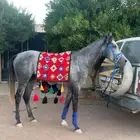 خيل حصان شعبي