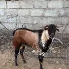 تيس فحل اوشح ادهم