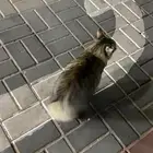 قطة للبيع