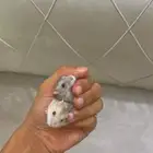 همسترات