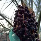 عجوة وادي الفرع جنوب المدينة المنوره