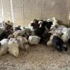 فروخ بلدي