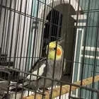 كروان ضايع الطايف الشهداء الجنوبيه (الشطبه - النزهه-شارع 25