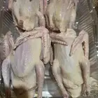 فروخ حمام لاحم فرنسي وبط آكله ذره ودخن وحلبه ومكعب وشعير طعم