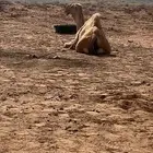 دنا طالعه من بريده للحناكيه يتصل علي عندي ناقه