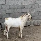 تيس فحل مشروط ضراب وحاار