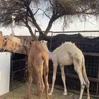 قعدان طيبه ونضيفه شرط