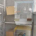 ازواج بادجي منتجة ( تم البيع )