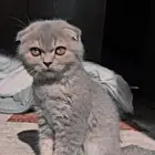 قطه