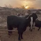 مشروع عارضي صنف