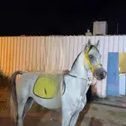 حصان كفو للبيع