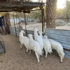 خرفان ورخل صفر