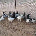 للبيع حمام شماعي