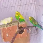 زوج بادجي مع فرخ وروز أليف وجوز زيبرا