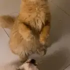 فط ذكر تبني