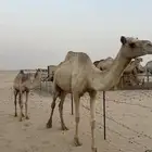 عشرا للبيع