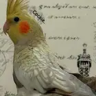 فروخ كوكتيل للبيع - تم البيع بفضل الله