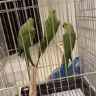 السلام عليكم اعرض لكم 3 ذرات واحد منهم ذكر على السوم