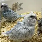 5 فروخ بادجي هوقو وسبلت هوقو جاهزين للغر والتربيه