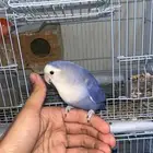 جوز روز اليف