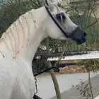 اعلان ل إتاحة الفحل الفاخر صايل الشاهين للتشبيه