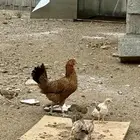 دجاج عربي