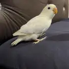 نهايه غر