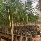 مطلوب قسم مزرعه نجران