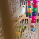 كناري ذكر ابيض جاهز