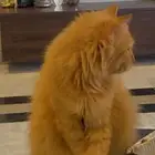 قطط جميلة للتبني