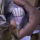 تيس فحل