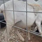 خروف بربري بري