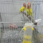 اجوز روز منتجه وجاهزه انتاج ومحلله