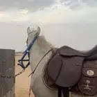 تدريب ركوب الخيب ركوب حر