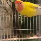طيور روز زوجين