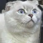 سكوتش فولد للبيع