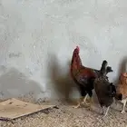 دجاج بلدي
