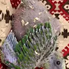 فرخ يلوناب امازون محلي