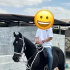 خيل حصان ادهم