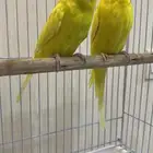 عصافير حب حجم يملي العين ماشاءالله
