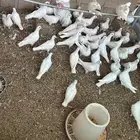 زغاليل حمام فرنسي