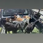 تيوس