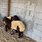 نعيم ودواغير