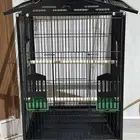 قفص ببغاء للبيع