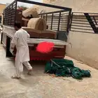دينه اسيزو 2025